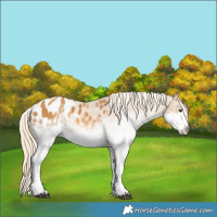 Horse Color:White Spotted Palomino Blanket
