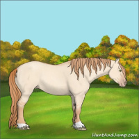 Horse Color:Gold Champagne Dun Rabicano 