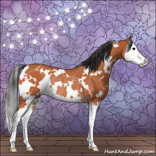 Horse Color:White Spotted Bay Roan Splash Rabicano 
