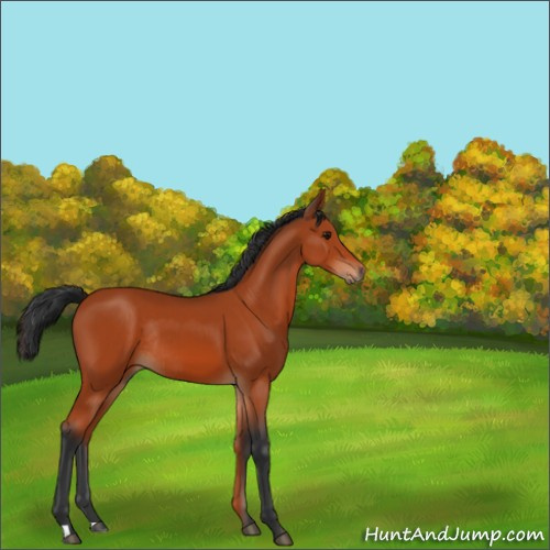 Horse Color:Bay Rabicano 