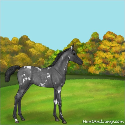 Horse Color:White Spotted Blue Roan Rabicano 