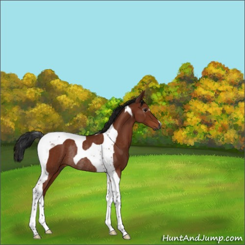 Horse Color:Gray Bay Tobiano Rabicano 