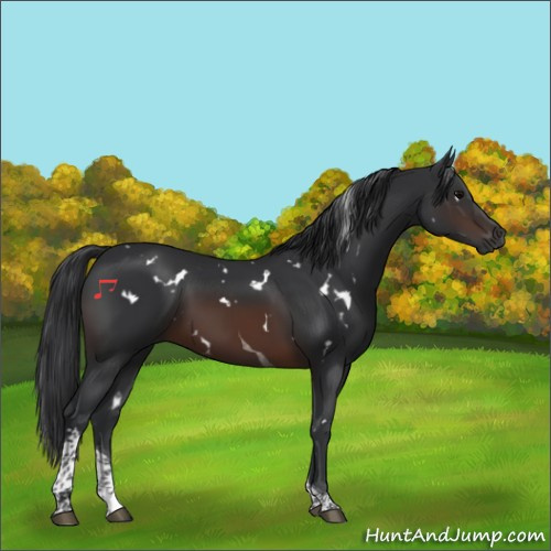 Horse Color:White Spotted Brown Tobiano Rabicano 