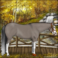 Horse Color:Grullo Splash Rabicano and Grullo Sabino Splash
