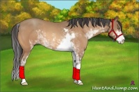 Horse Color:Amber Champagne Sabino Frame