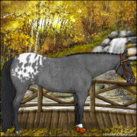 Horse Color:Blue Roan Appaloosa 