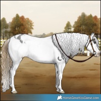 Horse Color:Smoky Blue Roan Varnish Rabicano 