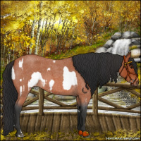 Horse Color:Bay Roan Near Fewspot Rabicano and Brown Roan