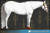 Horse Color:Blue Roan Snowcap Rabicano 