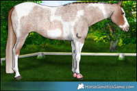 Horse Color:Red Roan Splash Tobiano Frame 