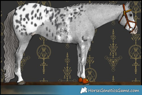 Horse Color:Black Sabino Appaloosa 