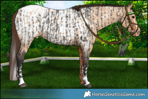 Horse Color:Grullo Sabino Splash Appaloosa Rabicano  and Bay Roan Dun Appaloosa 