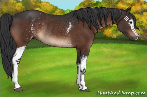 Horse Color:White Spotted Brown Rabicano 