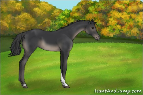 Horse Color:Black Tobiano Rabicano 