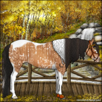 Horse Color:Amber Champagne Splash Tobiano Near Leopard  and Gray Amber Champagne Tobiano 