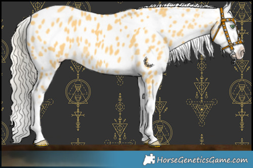 Horse Color:Gold Cream Champagne Appaloosa 