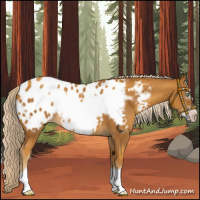 Horse Color:Gray Gold Cream Champagne Frame Near Leopard 