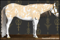 Horse Color:Amber Cream Champagne Roan Splash Appaloosa
