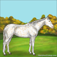 Horse Color:Palomino Appaloosa  and Palomino Roan Appaloosa 