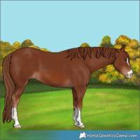 Horse Color:Chestnut 
