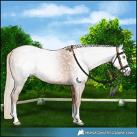 Horse Color:Gray Gold Champagne