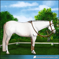 Horse Color:Gray Gold Champagne Rabicano 