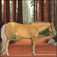 Horse Color:Gray Gold Cream Champagne Varnish 