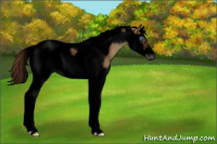 Horse Color:Gray Void Red Dun Roan Splash Tobiano Frame 