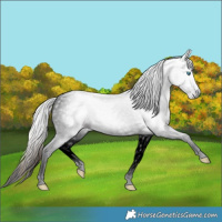 Horse Color:Gray Void Red Dun Roan Splash Tobiano Frame 