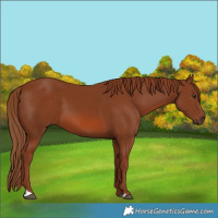 Horse Color:Chestnut 