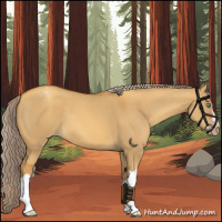 Horse Color:Gray Gold Cream Champagne Dun Appaloosa