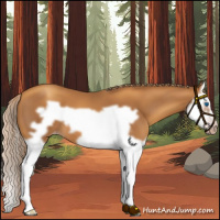 Horse Color:Gray Gold Champagne Splash Frame Varnish 
