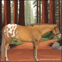 Horse Color:Gray Gold Cream Champagne Appaloosa