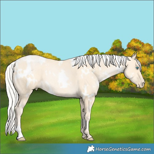 Horse Color:White Spotted Silver Buckskin Pearl 