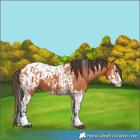 Horse Color:Bay Splash Tobiano Appaloosa  and Bay Splash Tobiano Appaloosa 