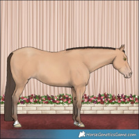 Horse Color:Amber Champagne 