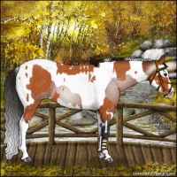 Horse Color:Bay Splash Tobiano Appaloosa  and Gray Bay Splash Tobiano Appaloosa 