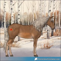Horse Color:Chocolate Palomino 