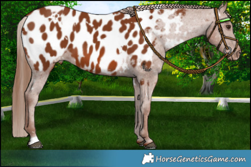Horse Color:White Spotted Chestnut Appaloosa 