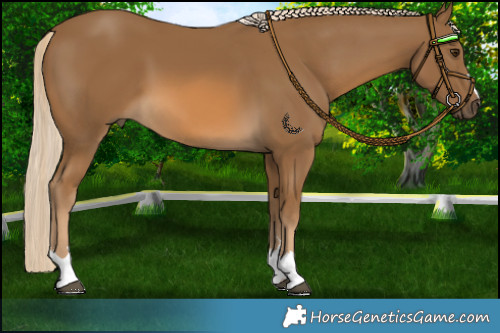 Horse Color:Chocolate Palomino 