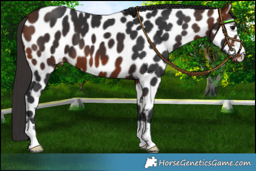 Horse Color:Bay Appaloosa