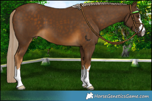 Horse Color:Chocolate Palomino 