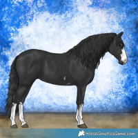 Horse Color:Black and Black