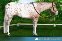 Horse Color:Bay Splash Tobiano Appaloosa  and Silver Bay Splash Tobiano Appaloosa 