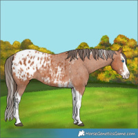 Horse Color:Bay Splash Tobiano Appaloosa  and Bay Splash Tobiano Appaloosa 