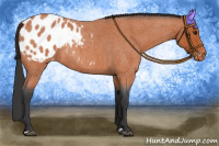 Horse Color:Bay Roan Appaloosa 