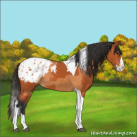 Horse Color:Bay Splash Tobiano Appaloosa  and Bay Splash Tobiano Appaloosa 