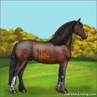 Horse Color:Black  and Brown 