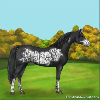Horse Color:Black  and Black Frame 