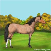 Horse Color:Bay Roan